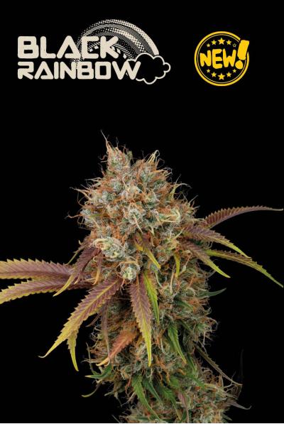 BLACK RAINBOW FEM – Seedstockers (Superior) - immagine 2