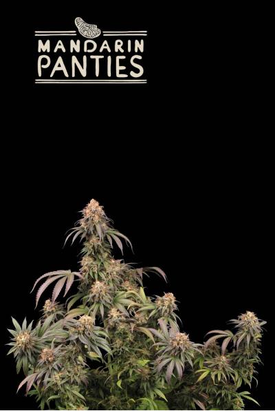 MANDARIN PANTIES FEM – Seedstockers (Superior) - immagine 2