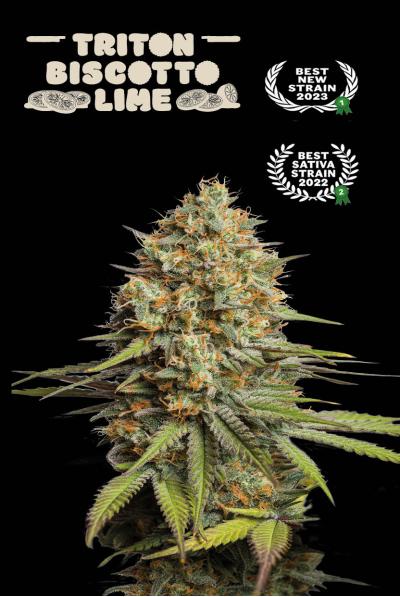 TRITON BISCOTTO LIME AUTO – Seedstockers (Superior) - immagine 2