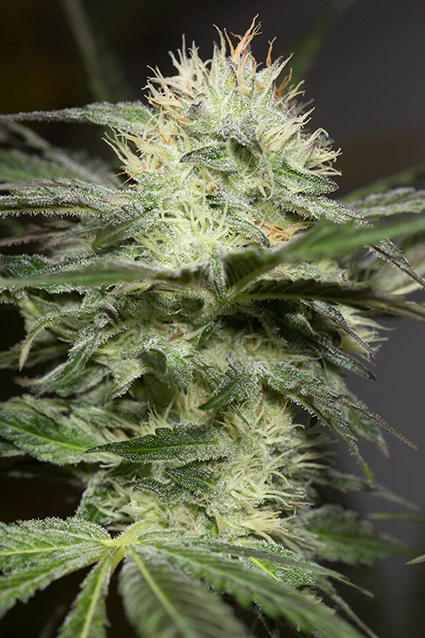 LEMON SORBET (FEM) – Silent Seeds - immagine 2