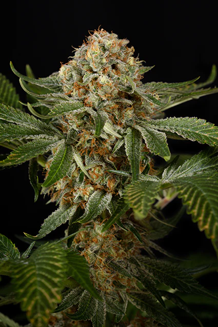OG KUSH (FEM) – Silent Seeds - immagine 2