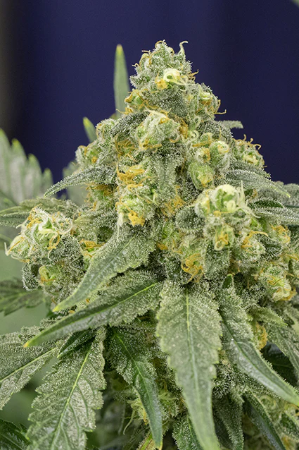 WHITE WIDOW (FEM) – Silent Seeds - immagine 2