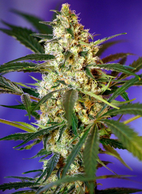 FAST BUD AUTO – Sweet Seeds - immagine 2