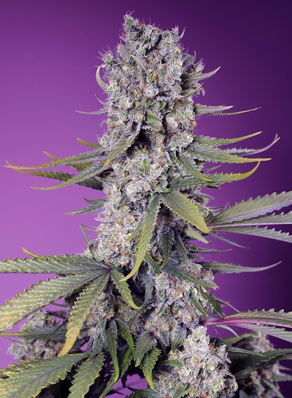 PAPAYA ZOAP F1 FAST VERSION – Sweet Seeds - immagine 2