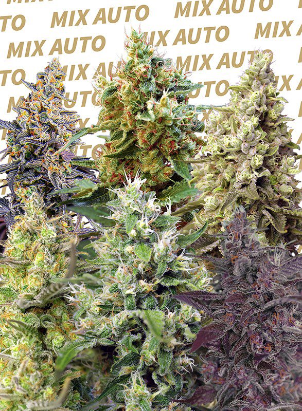 SWEET MIX AUTO – Sweet Seeds - immagine 2