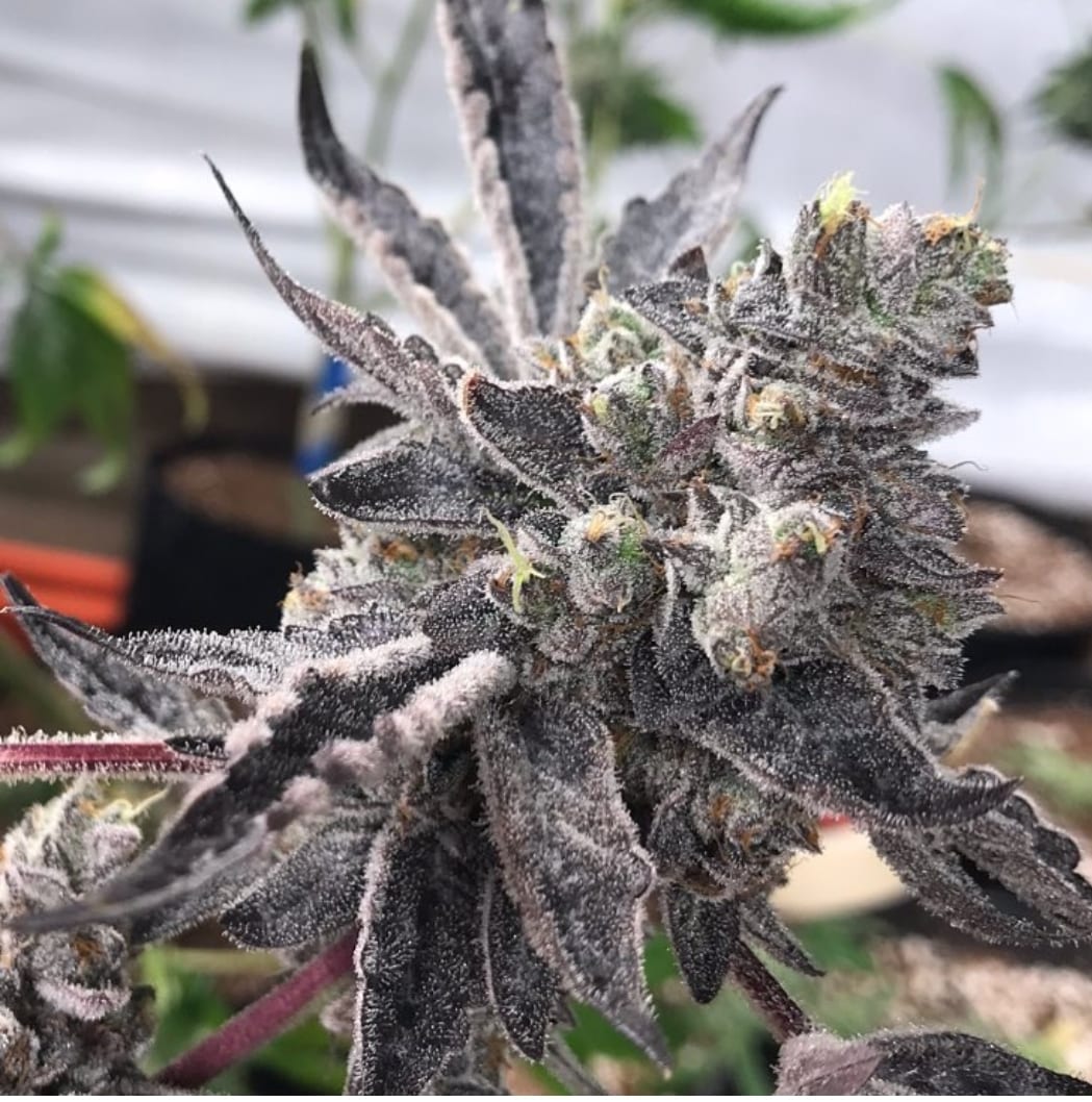 KUSH SORBET (REG / 10 SEMI) – Seed Junky Genetics - immagine 2
