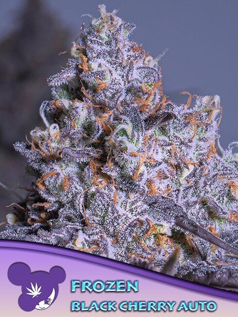 FROZEN BLACK CHERRY AUTO – Anesia Seeds - immagine 2