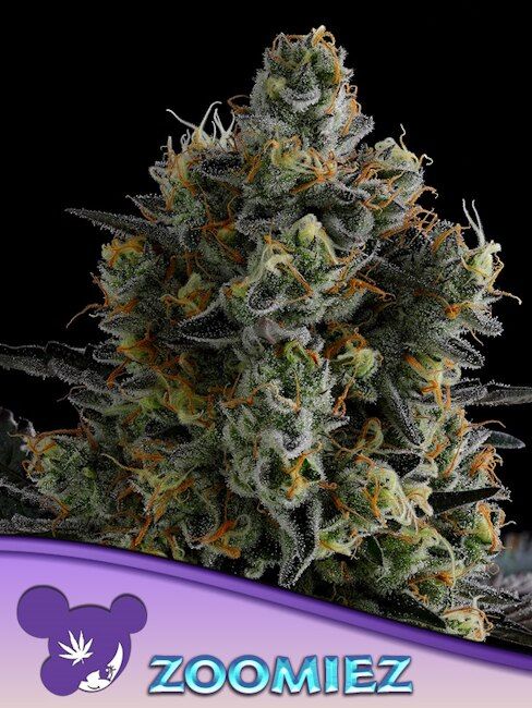 ZOOMIEZ (FEM) – Anesia Seeds - immagine 2