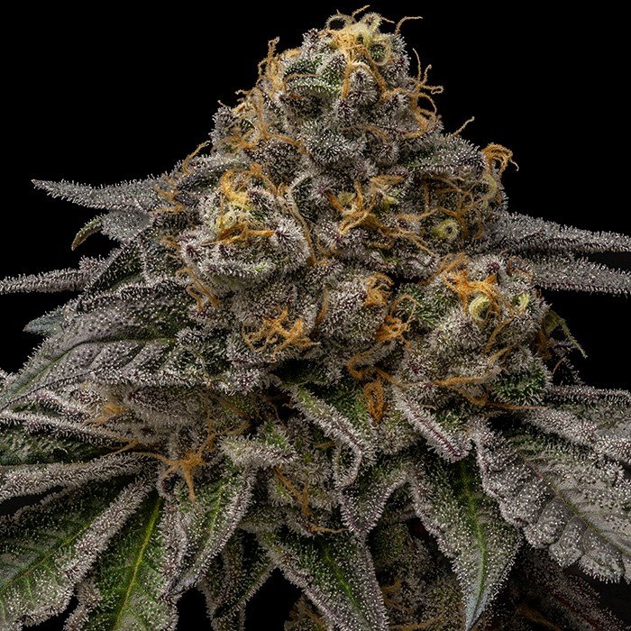 BREAK PAD BREATH (FEM) – Ripper Seeds - immagine 2