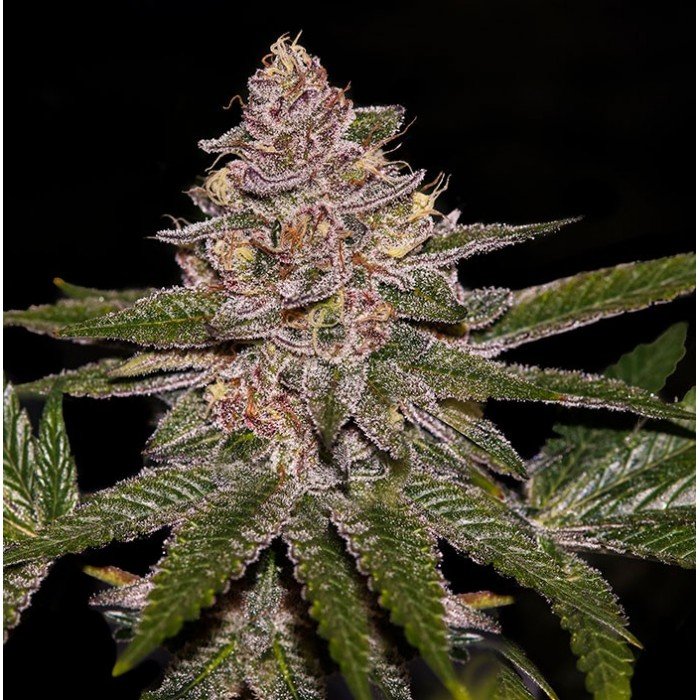 RADICAL JUICE (FEM) – Ripper Seeds - immagine 2