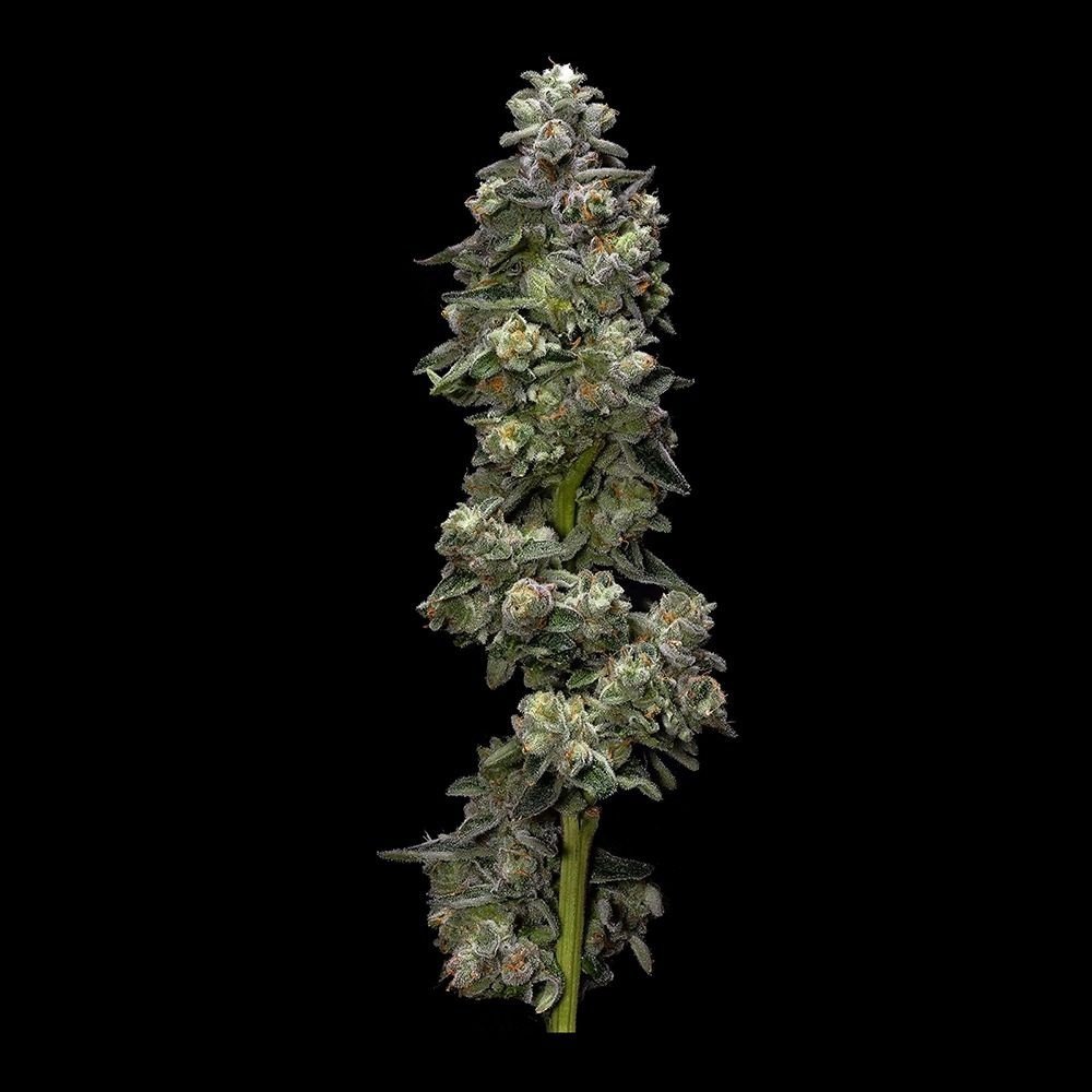 AUTO BAKERS DELIGHT (AUTO / 5 SEMI) – DNA Genetics - immagine 2