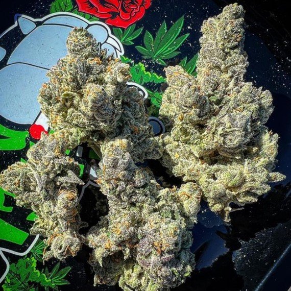 AUTO BAKERS DELIGHT (AUTO / 5 SEMI) – DNA Genetics - immagine 4