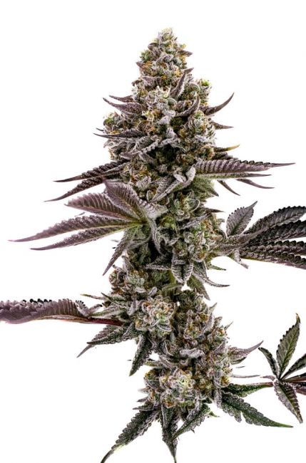 BLUEBERRY CUPCAKE (FEM) – Humboldt Seed Company - immagine 2