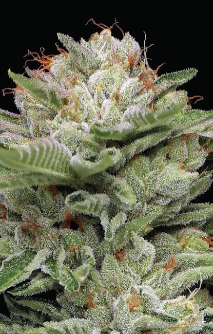 DURBAN POISON (AUTO) – Humboldt Seed Company - immagine 2