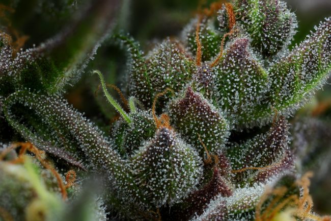 ALL GAS OG (ex ASPHALT PLANT) (FEM) – Humboldt Seed Company - immagine 3