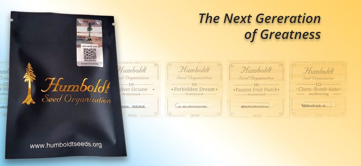 CHEMBOMB AUTO – Humboldt Seed Organization - immagine 5