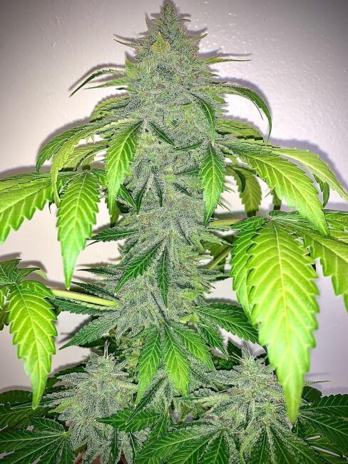 DEEZ NUGGS (AUTO / 3 SEMI) – Mephisto Genetics - immagine 2