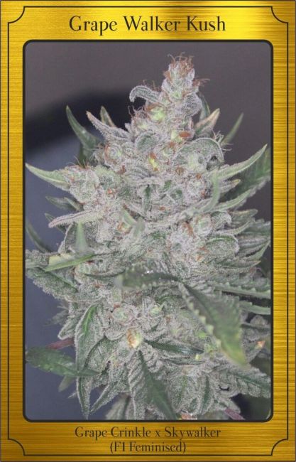 GRAPE WALKER KUSH (AUTO / 3 SEMI) – Mephisto Genetics - immagine 3