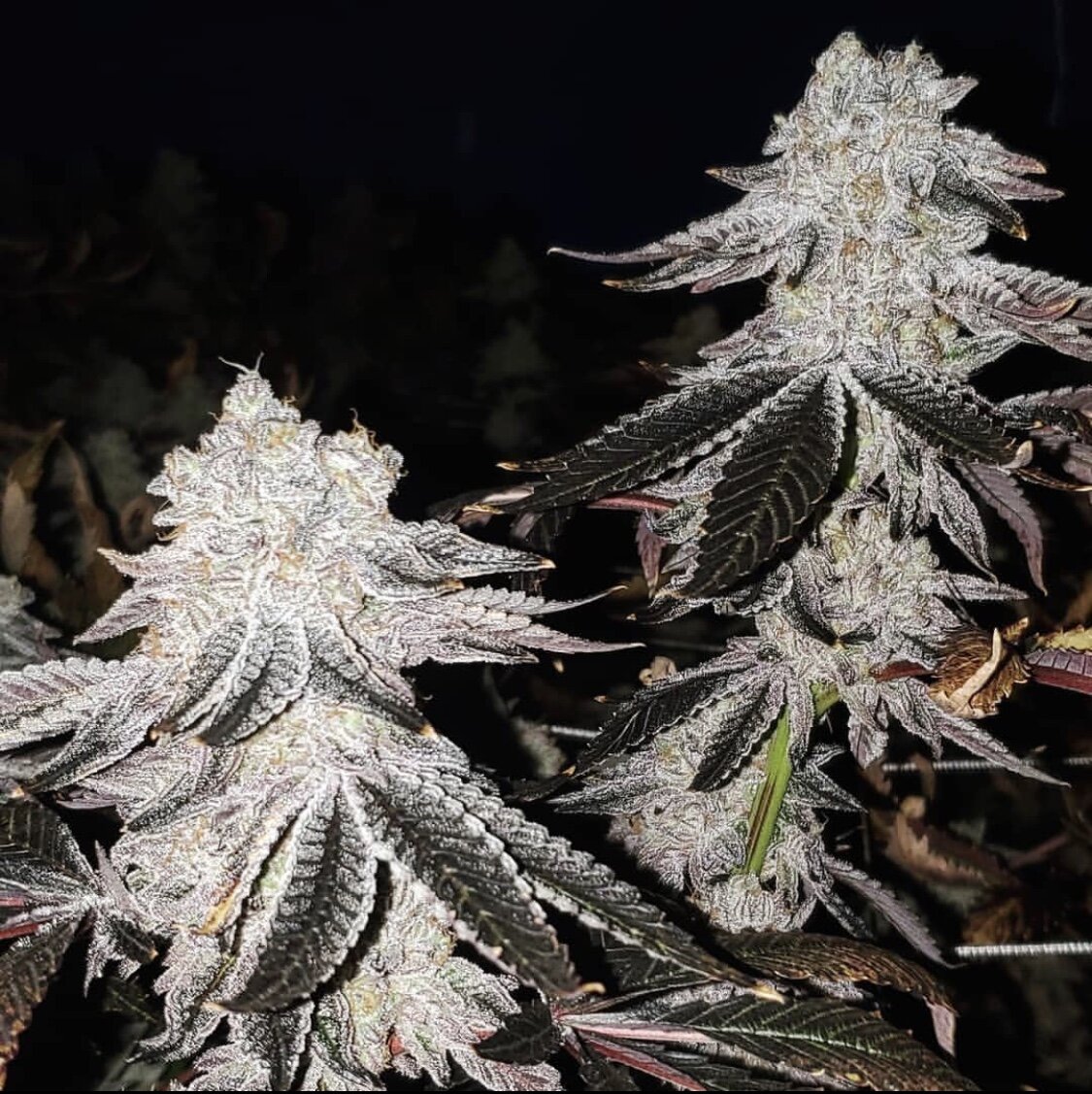 FIRE MINTS (REG / 10 SEMI) – Seed Junky Genetics - immagine 2
