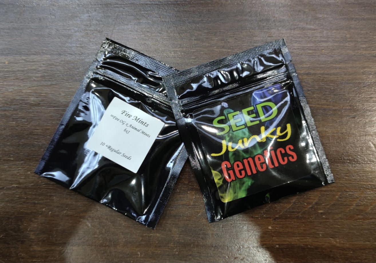 FIRE MINTS (REG / 10 SEMI) – Seed Junky Genetics - immagine 3