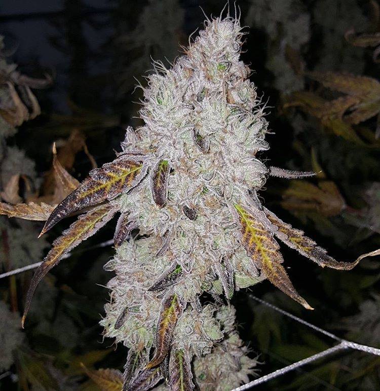 WEDDING CAKE Bx1 (REG / 10 SEMI) – Seed Junky Genetics - immagine 2