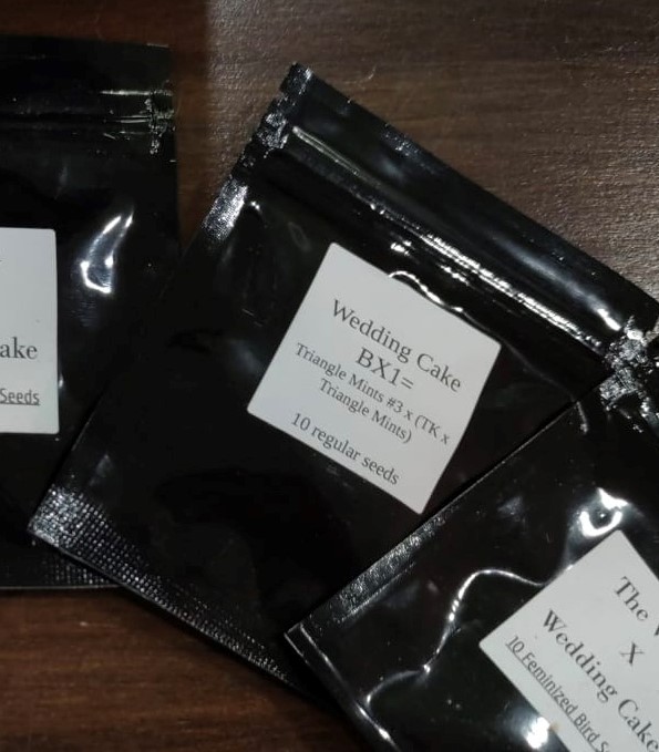 WEDDING CAKE Bx1 (REG / 10 SEMI) – Seed Junky Genetics - immagine 3
