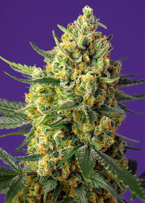 CRYSTAL CANDY XL AUTO – Sweet Seeds - immagine 2