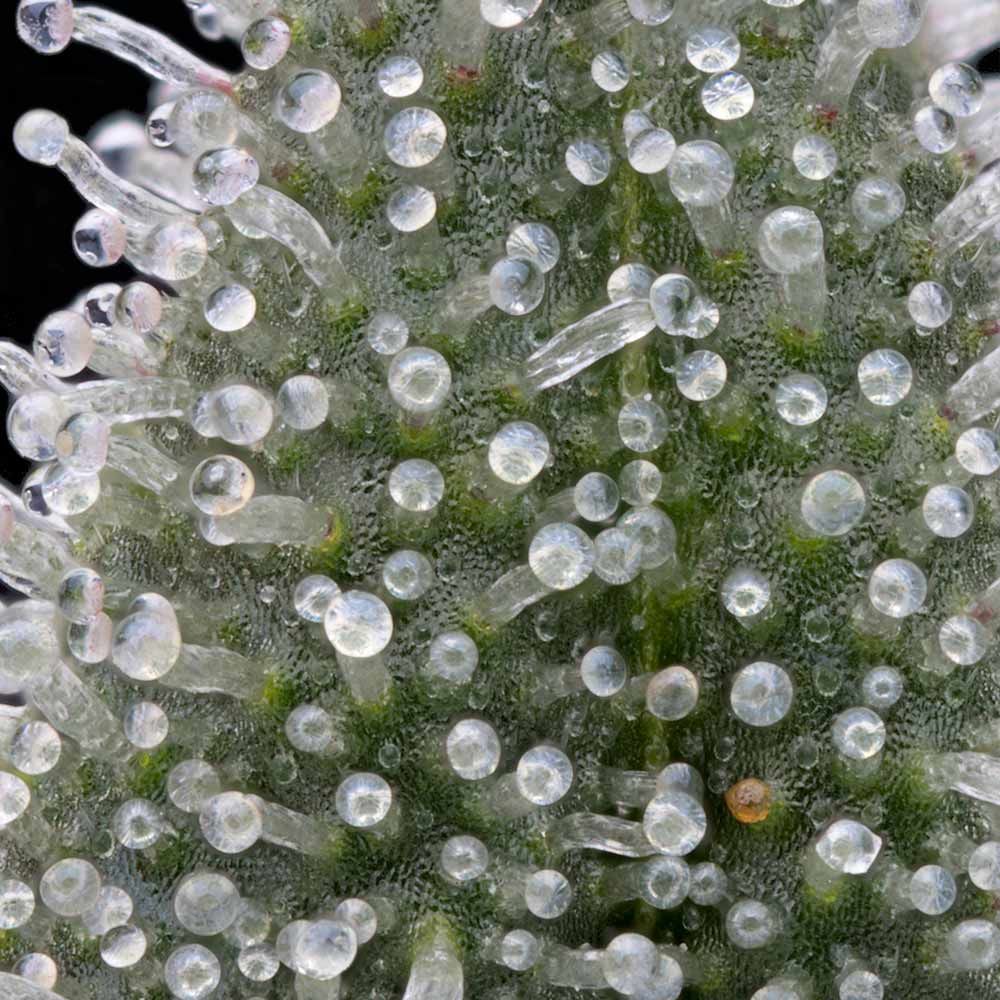 41 SHERB (FEM / 7 SEMI) – Grounded Genetics - immagine 3