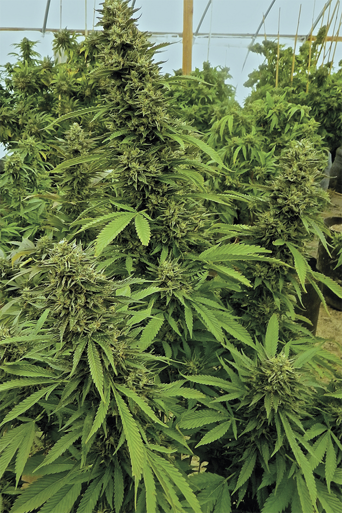 CHEMDAWG- Humboldt Seed Organization - immagine 3