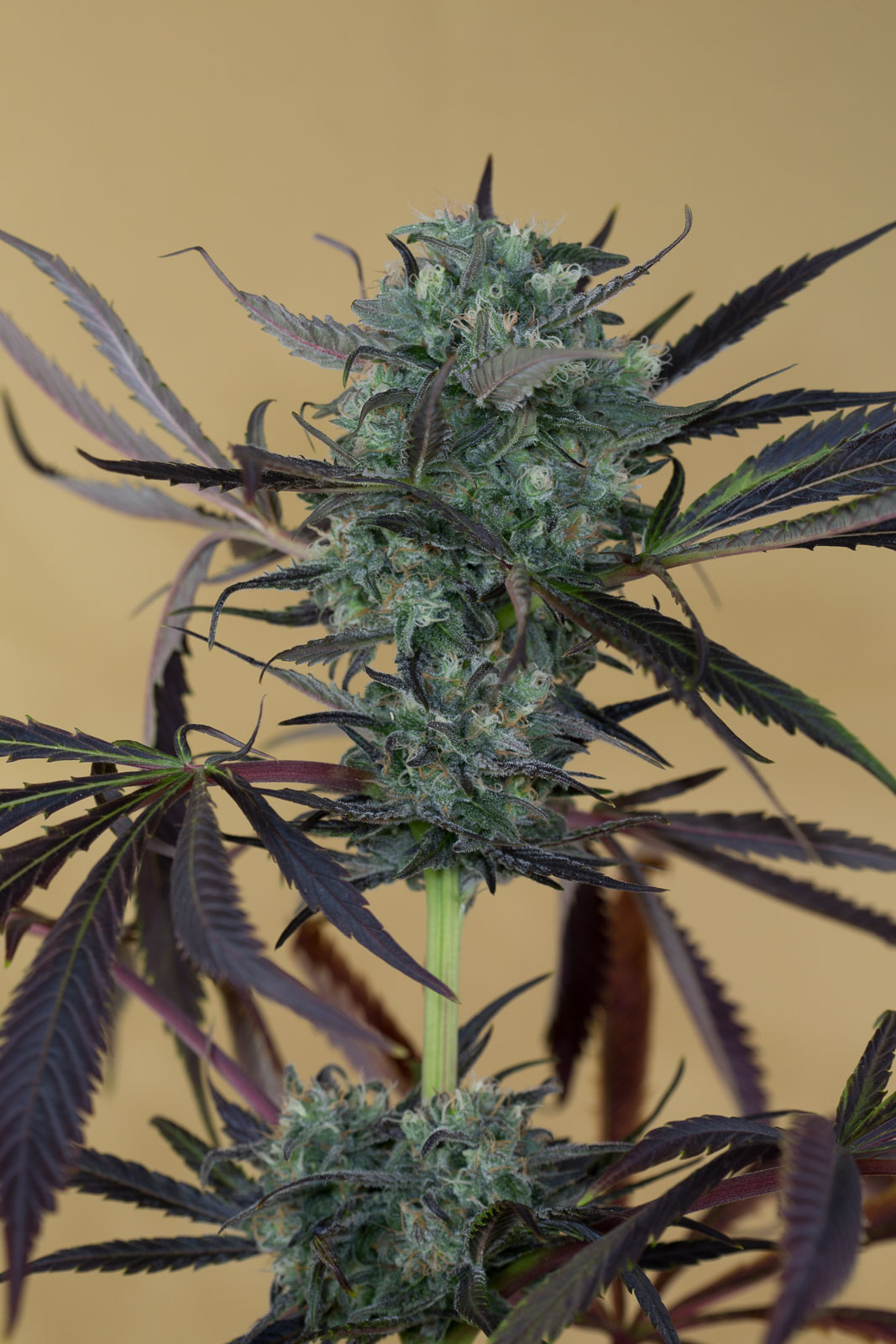 CHEMDAWG- Humboldt Seed Organization - immagine 2