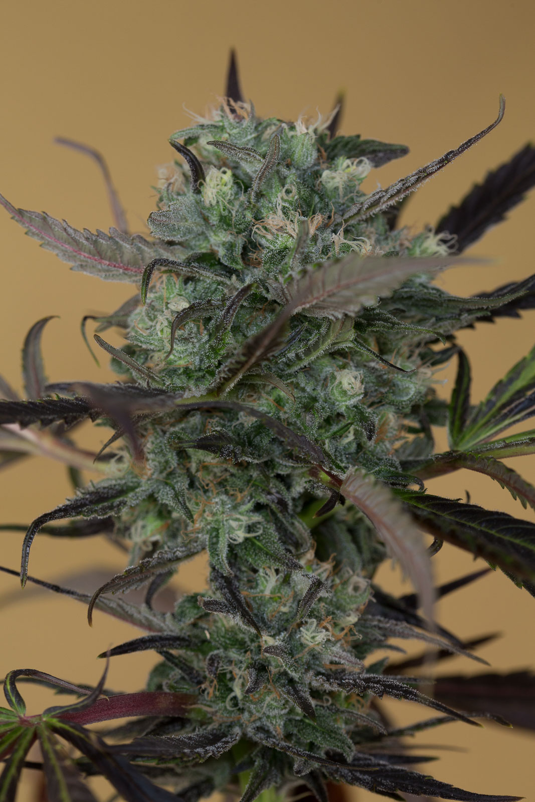 CHEMDAWG- Humboldt Seed Organization - immagine 7