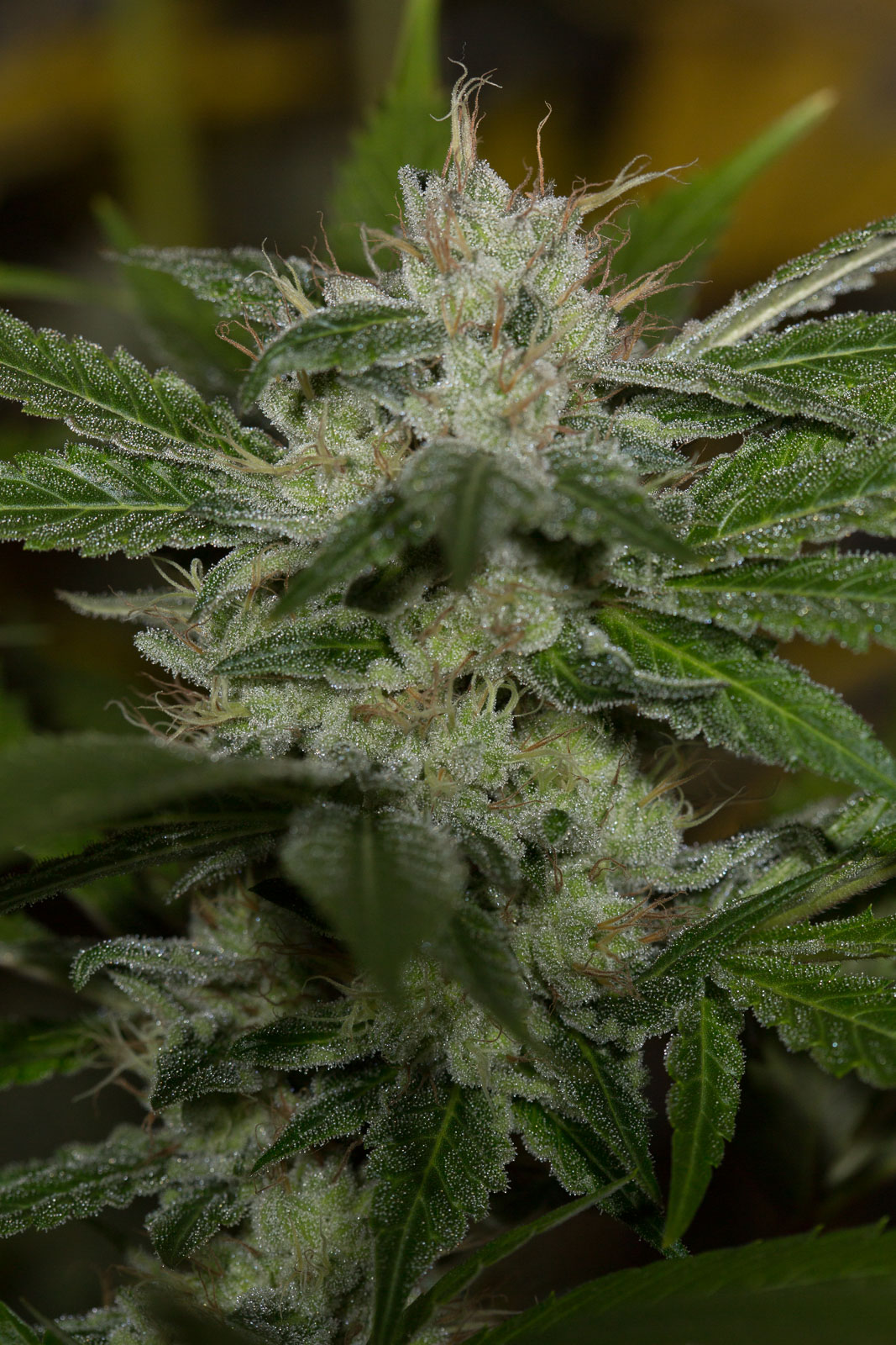 CHEMDAWG- Humboldt Seed Organization - immagine 6