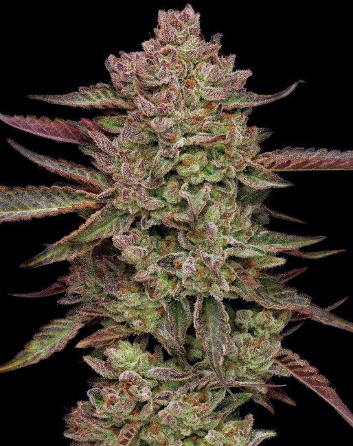 GAZZURPLE (FEM) – Humboldt Seed Company - immagine 2
